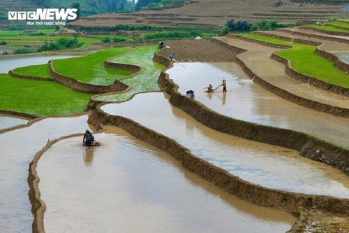 Terrazas de arroz anegadas de Bac Ha, un espectáculo digno de admirar  - ảnh 7