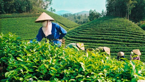 Thai Nguyen aspira a convertir el té en un cultivo de mil millones de dólares - ảnh 1