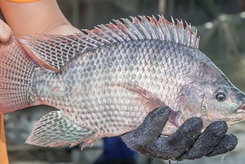 Vietnam realiza su primera exportación de tilapia a Brasil  - ảnh 1