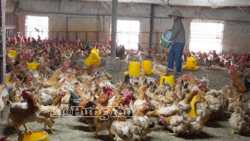 Éxito del modelo de producción agrícola verde y circular en Hung Yen - ảnh 1