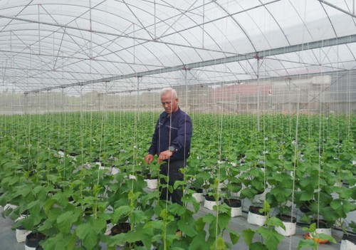 Éxito del modelo de producción agrícola verde y circular en Hung Yen - ảnh 2