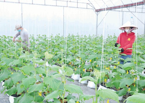 Éxito del modelo de producción agrícola verde y circular en Hung Yen - ảnh 3