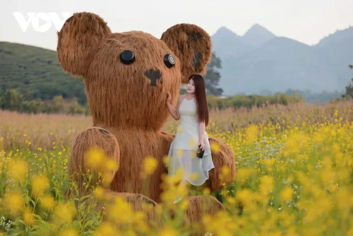 Los colores florales anuncian el invierno en la meseta de Moc Chau - ảnh 11