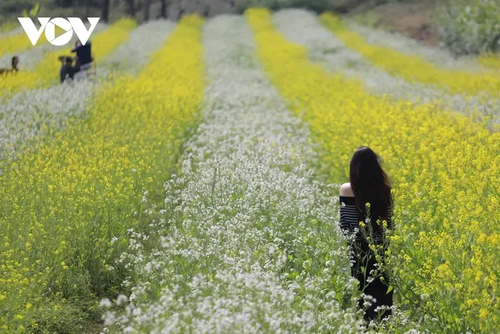 Los colores florales anuncian el invierno en la meseta de Moc Chau - ảnh 9