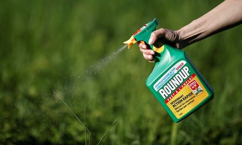    Monsanto condamné pour avoir causé le cancer de Dewayne Johnson  - ảnh 1