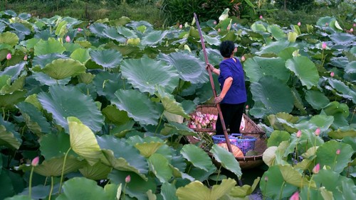 Le thé au lotus ou l’élégance hanoienne - ảnh 1