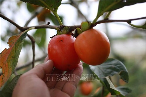 Le kaki, roi des fruits de Dà Lat - ảnh 1