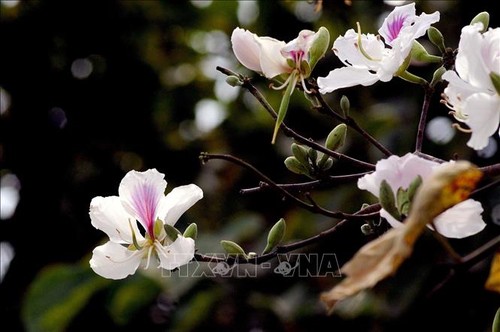 Covid-19 : la fête des fleurs de bauhinie de Diên Biên annulée - ảnh 1