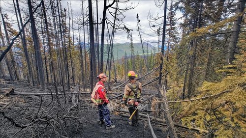 Canicules et incendies de forêt en hausse dans plusieurs régions du monde - ảnh 1