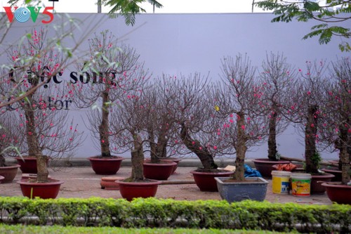 Hanoi à l’approche du Têt - ảnh 4