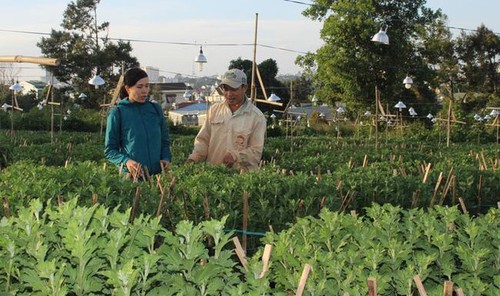 À la découverte des villages horticoles à l’approche du Têt - ảnh 2