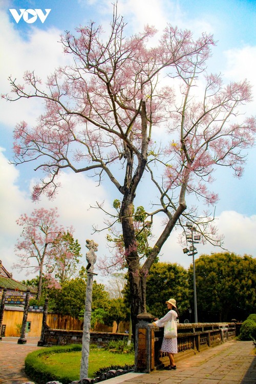 Des Parasols chinois en fleur dans la cité impériale de Huê - ảnh 9