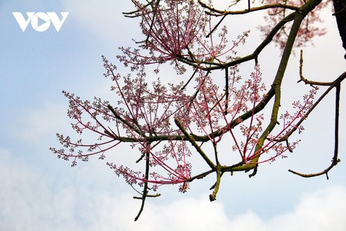 Des Parasols chinois en fleur dans la cité impériale de Huê - ảnh 5