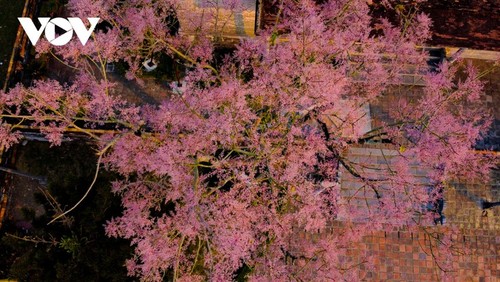 Des Parasols chinois en fleur dans la cité impériale de Huê - ảnh 6