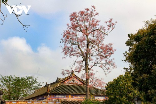 Des Parasols chinois en fleur dans la cité impériale de Huê - ảnh 7