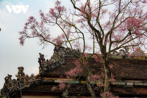 Des Parasols chinois en fleur dans la cité impériale de Huê - ảnh 8