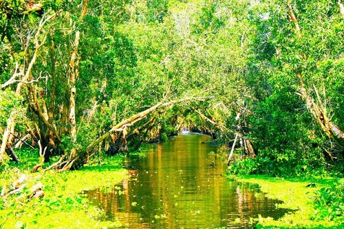 La forêt de cajeputiers de Trà Su - ảnh 6