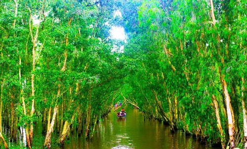 La forêt de cajeputiers de Trà Su - ảnh 5