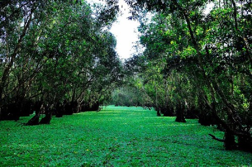 La forêt de cajeputiers de Trà Su - ảnh 7