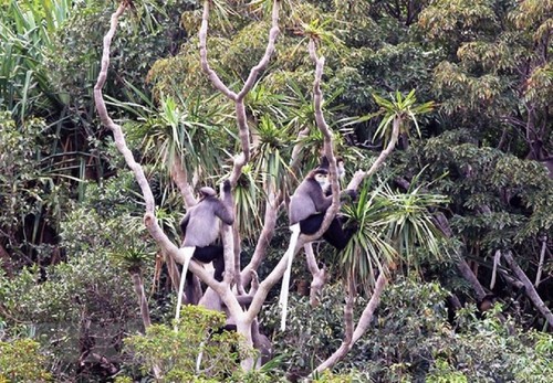 Deux nouvelles réserves de biosphère vietnamiennes reconnues par l’Unesco - ảnh 8