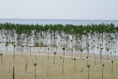 Deux nouvelles réserves de biosphère vietnamiennes reconnues par l’Unesco - ảnh 2