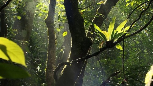 Deux nouvelles réserves de biosphère vietnamiennes reconnues par l’Unesco - ảnh 12