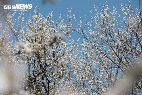 L'éveil printanier des pruniers à Ta Van Chu: une symphonie de blanc dans les montagnes - ảnh 5