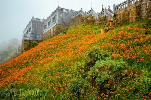 L'éclat du Festival des crocosmias orange 2024 à Sa Pa - ảnh 4