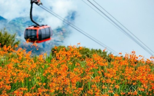 L'éclat du Festival des crocosmias orange 2024 à Sa Pa - ảnh 5