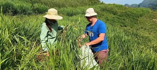 Diversifier les cultures pour un avenir durable à Tuân Giao, Diên Biên - ảnh 2