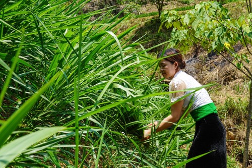 À Diên Biên, l’élevage change de visage - ảnh 2