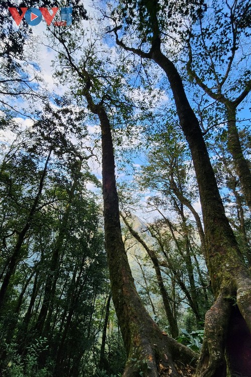 Tà Xùa: Le Paradis des nuages - Destination mondiale 2026 - ảnh 11