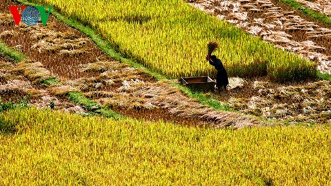 ນາຂັ້ນໄດປ່ຽນສີຍາມລະດູໃບໄມ້ຫຼົ່ນ - ảnh 16