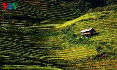 ນາຂັ້ນໄດປ່ຽນສີຍາມລະດູໃບໄມ້ຫຼົ່ນ - ảnh 6