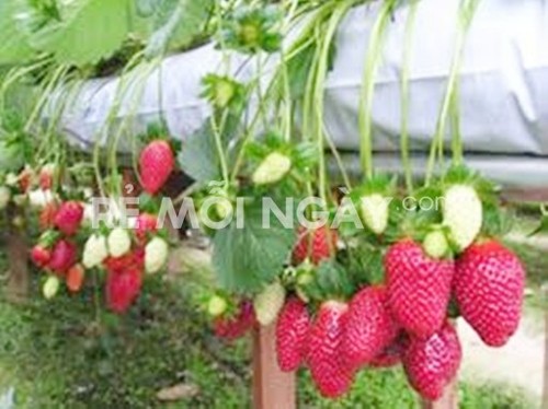 ຢ້ຽມຢາມສວນ strawberry ດ່າລາດ - ảnh 2