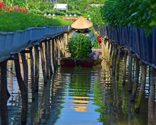 ໝູ່ບ້ານດອກໄມ້ຊາແດກກ້າວເຂົ້າສູ່ລະດູບານໃໝ່ - ảnh 7