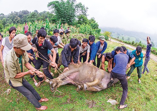 ບຸນຄູຢາຢາຂອງຊາວເຜົ່າຮ່າຍີ່ - ảnh 2