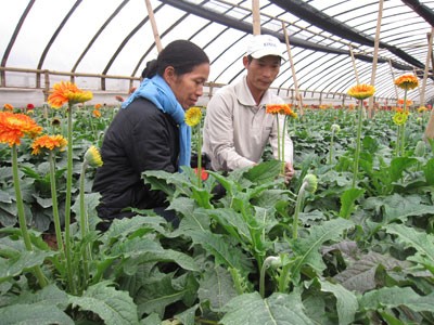 Die Neuorganisation der Ackerflächen in Gemeinden rund um Hanoi  - ảnh 1