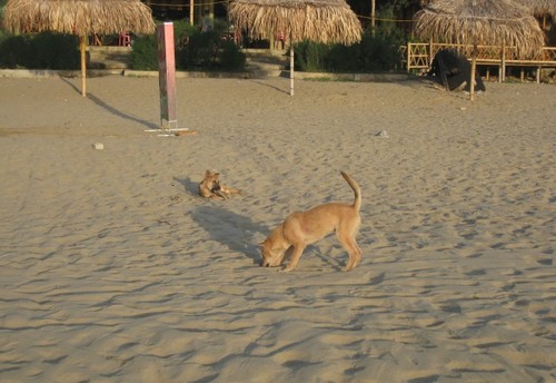 Das Alltagsleben der Fischer am Strand von Hai Hoa in der Provinz Thanh Hoa - ảnh 20