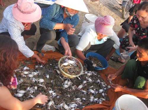 Das Alltagsleben der Fischer am Strand von Hai Hoa in der Provinz Thanh Hoa - ảnh 8