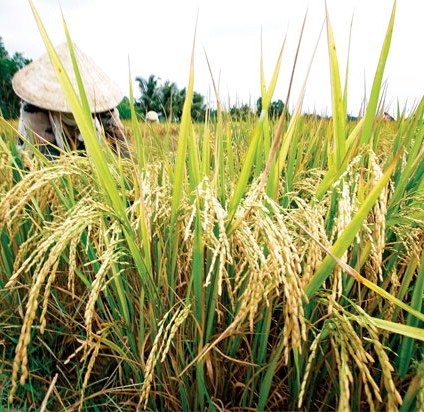  Entwicklungsbank ADB fordert eine Minderung der Handelsbarriere gegen Reis - ảnh 1
