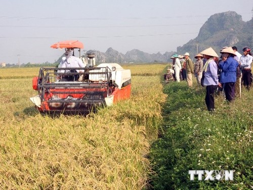 Restrukturierung der Landwirtschaftsproduktion - ảnh 2