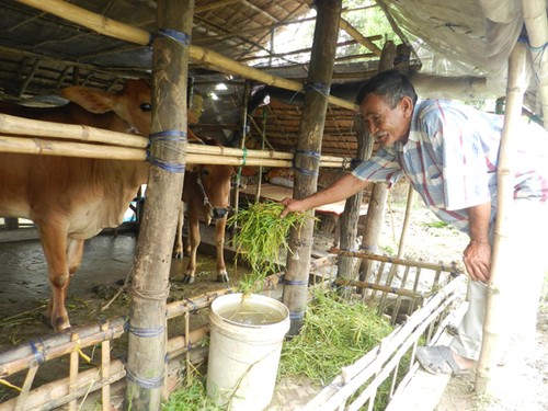 Armutsminderung für Khmer Gemeinde - ảnh 1