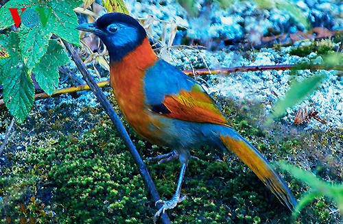 Fotos von Vogelarten in Vietnam, die vor dem Aussterben gedroht sind  - ảnh 1