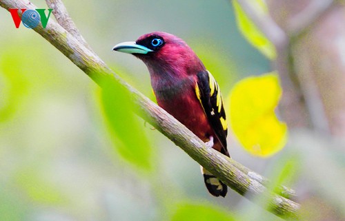 Fotos von Vogelarten in Vietnam, die vor dem Aussterben gedroht sind  - ảnh 10