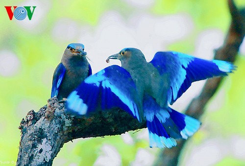 Fotos von Vogelarten in Vietnam, die vor dem Aussterben gedroht sind  - ảnh 11