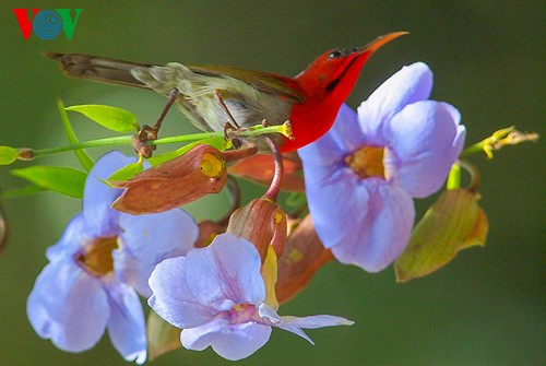 Fotos von Vogelarten in Vietnam, die vor dem Aussterben gedroht sind  - ảnh 16