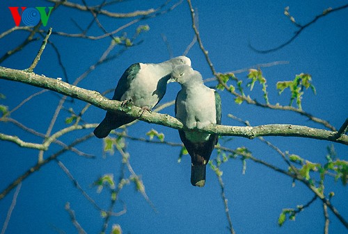 Fotos von Vogelarten in Vietnam, die vor dem Aussterben gedroht sind  - ảnh 18