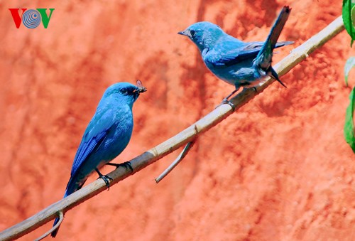 Fotos von Vogelarten in Vietnam, die vor dem Aussterben gedroht sind  - ảnh 21