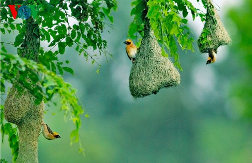 Fotos von Vogelarten in Vietnam, die vor dem Aussterben gedroht sind  - ảnh 22